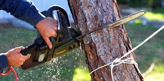 Best Tree Maintenance Programs  in Zion, PA