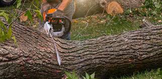 Best Emergency Tree Removal  in Zion, PA