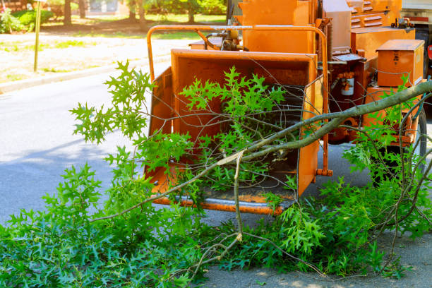 Professional Tree Care Services in Zion, PA