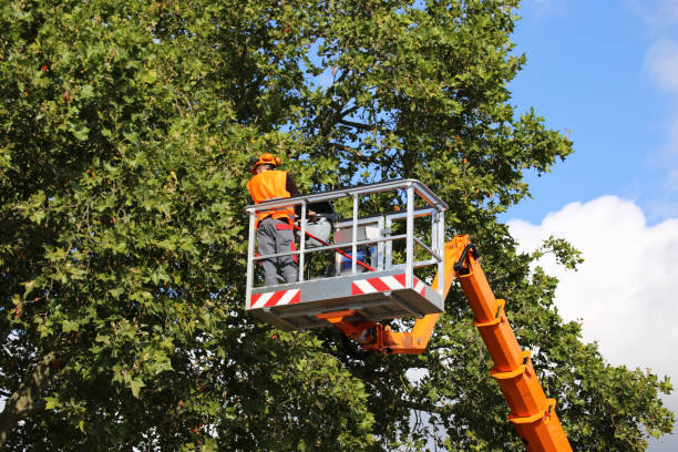 How Our Tree Care Process Works  in  Zion, PA