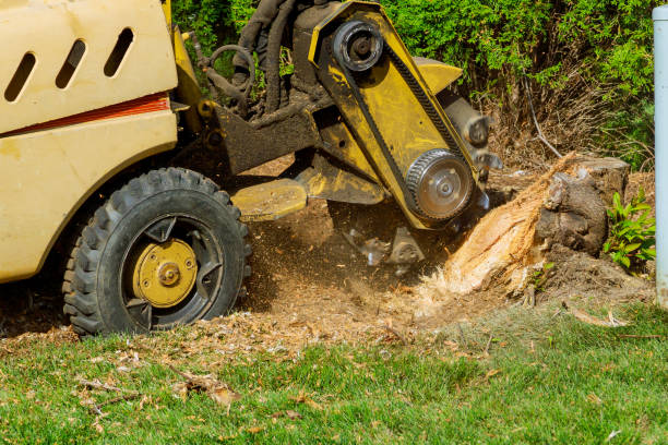 Best Seasonal Cleanup (Spring/Fall)  in Zion, PA