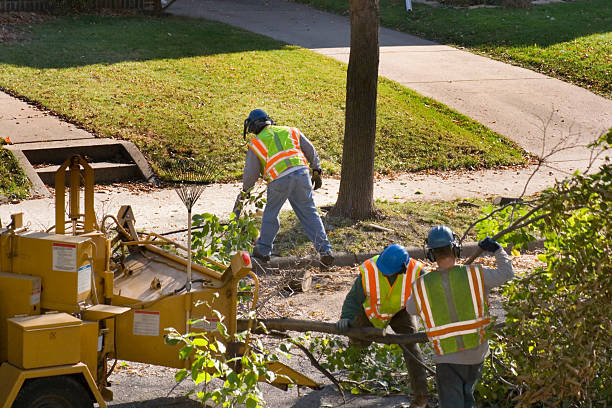 Best Fruit Tree Pruning  in Zion, PA