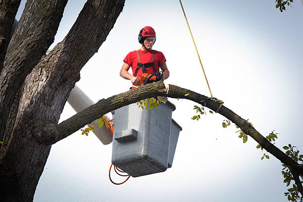 Best Utility Line Clearance  in Zion, PA